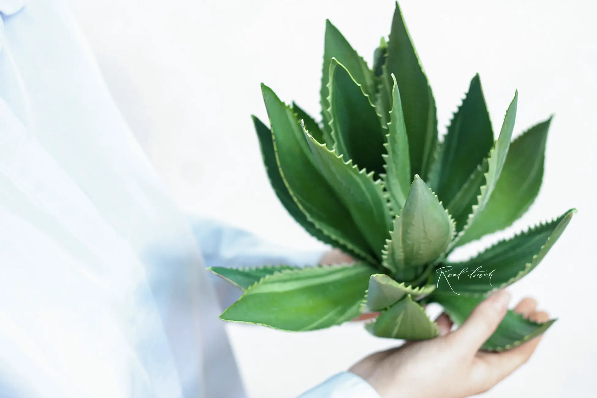 Artificial agave Real Touch